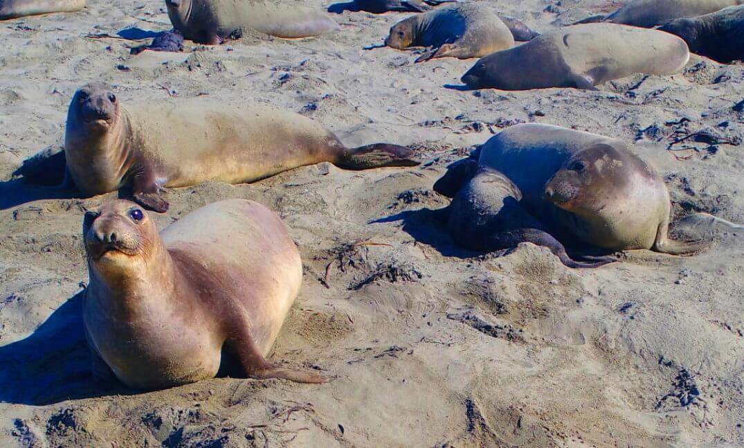elephant-Seals-overlook-piedras-blancas-Big Sur.jpg